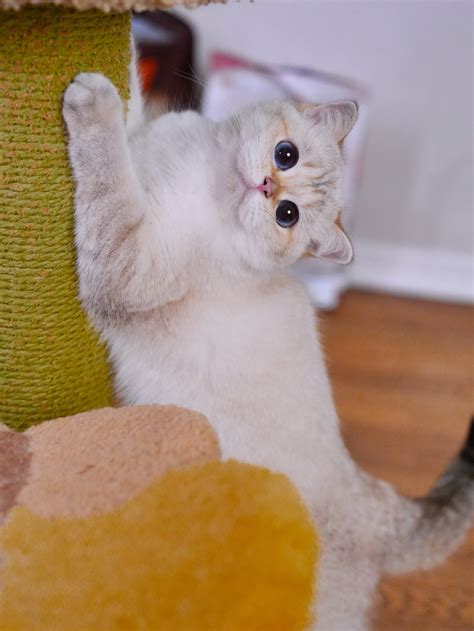 Golden British Shorthair Cat with Colorpoint: The Origin - BearMary Cattery