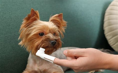 Cleaning Dog's Teeth: How to Keep Dog's Teeth Healthy