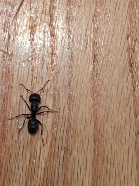 Can anyone identify this? : r/ants
