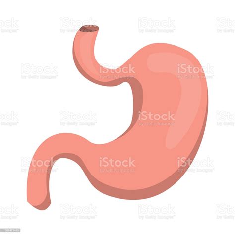 vektor perut terisolasi organ  anatomi manusia ilustrasi stok