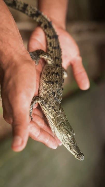 Человек способен закрыть рот крокодилу! #крокодилы #crocodile - YouTube