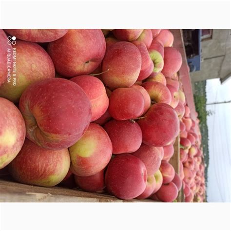 Продам яблука з саду, сорт: чемпіон, лігольд, муцу — Agro-Ukraine