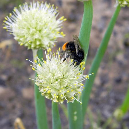 Лук-шалот / allium ascalonicum