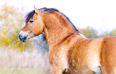 Грошадь - лошадь - альбомы - Lerik - конники - equestrian.ru