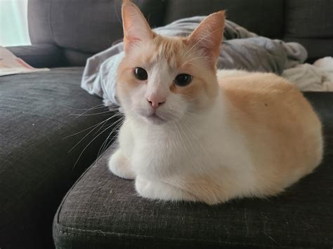 cats with down syndrome 1