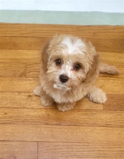 Charlotte’s Miniature Cavapoos : r/CavaPoo