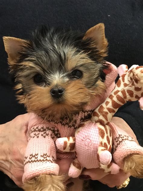 Best Companion Dog For A Yorkie at Christopher Larochelle blog