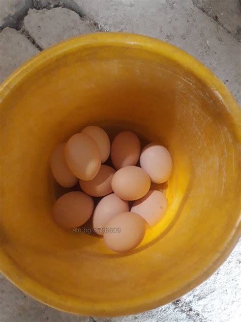 Продавам яйца броиката е 0.50стотинки | Селскостопански продукти ...