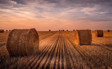 HD wallpaper: Wheat field, hay, summer, sunset | Wallpaper Flare