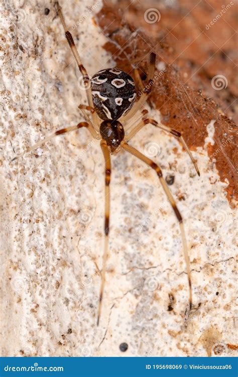 brown widow stock image image  legs biology habitat