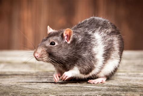 16 Types of Pet Rats: Breeds, Colors & Patterns (With Info & Pictures ...