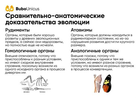 СРАВНИТЕЛЬНО-АНАТОМИЧЕСКИЕ ДОКАЗАТЕЛЬСТВА Привет! В прошлый раз мы ...