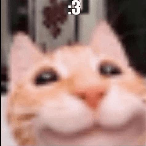 cat happy cat meme cat happy cat meme descubre  comparte gif