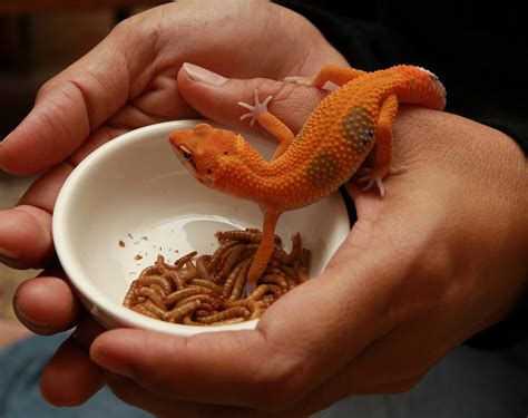 tips for lizard making noise indoors 8