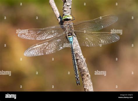 Anax parthenope, male, Sesimbra, Portugal Stock Photo - Alamy