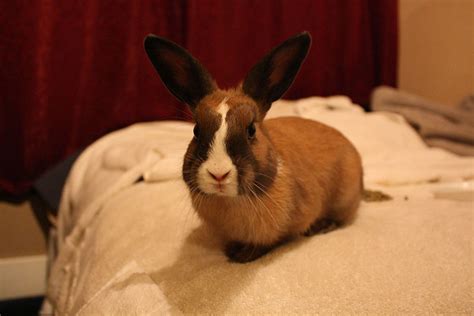 How to Help Pet Rabbits Adjust to a New Home - PetHelpful