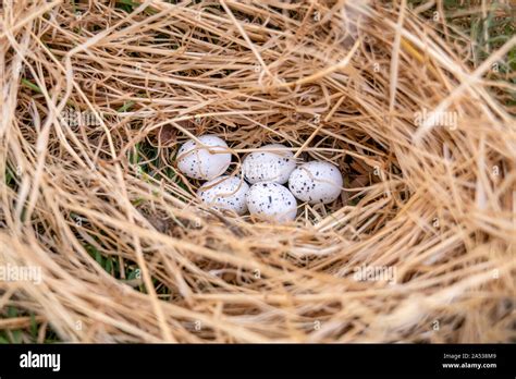bird nest  eggs   beautiful nature stock photo alamy