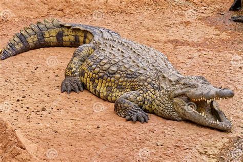 Large Nile Crocodile (Crocodylus Niloticus) Resting in a Sandy ...