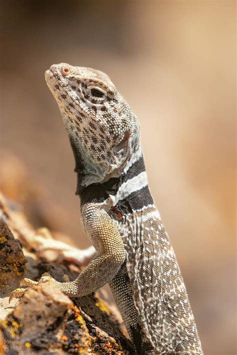 Collared Lizard Photograph by Kent Keller | Pixels