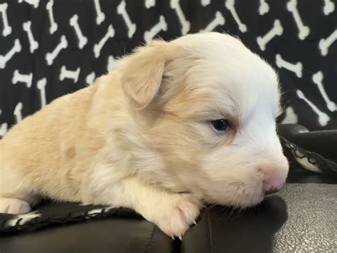 Border Collie - Midland - PetsForHomes