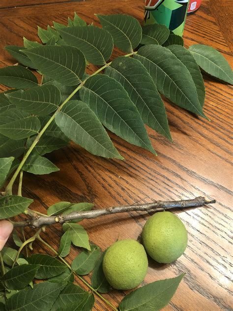 Fruit tree found in Des Moines Iowa zone 4b/5a. Fruit is super hard at