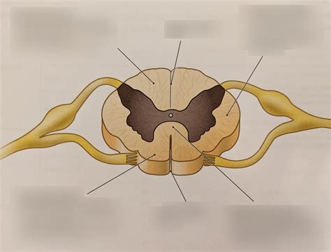 White matter: diagram Diagram | Quizlet