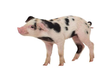 Pig Side View Stock Photos, Pictures & Royalty-Free Images - iStock