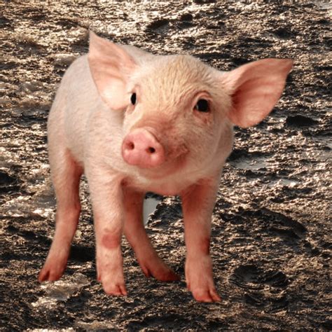 Oink – Pig Sounds – Appmuse