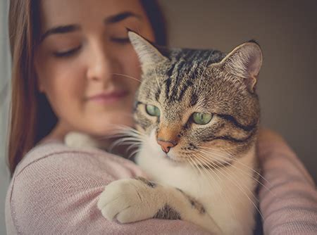 diabetes cat remission