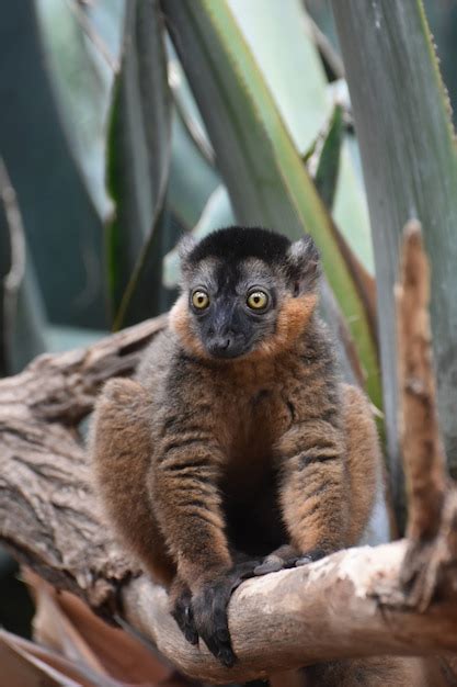Cau Cau Images - Free Download on Freepik
