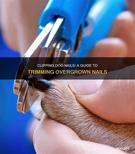 how to clip dog nails that are too long