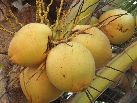 Coco Grande E Duro - Guia completo sobre os tipos de coco e seus usos: variedades ...