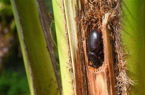 invasive beetles      kind hunting