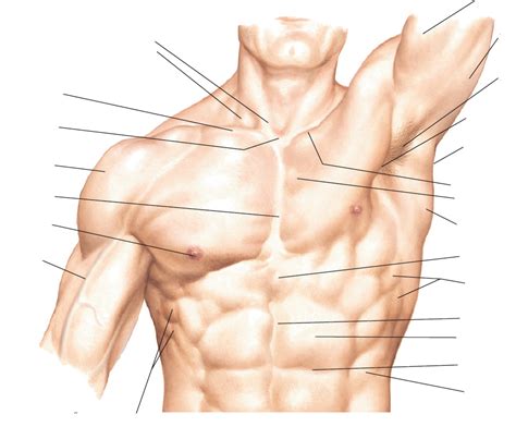 Surface Anatomy of Anterior Torso Diagram | Quizlet