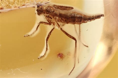 Fossil Short-Winged Fungus Gnat (Sciaridae) In Baltic Amber (#288169