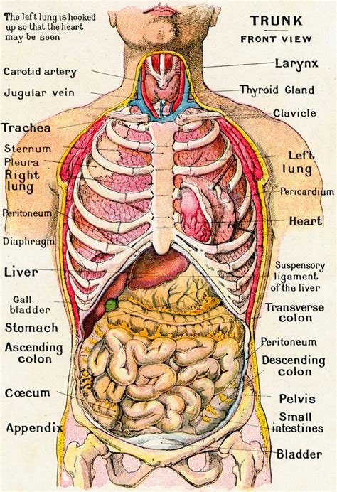 Torso Humano Onde Fica - Visão Anatômica do Torso Humano | German School