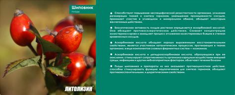 Литолизин | litolizin.kz