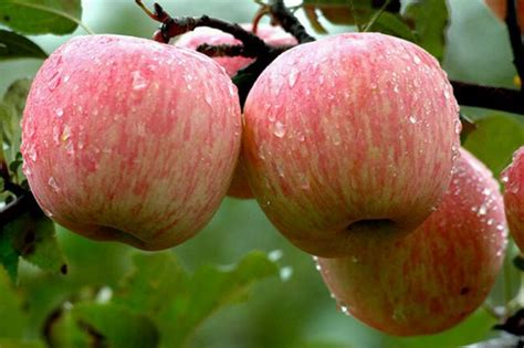 Srpsku jabuku čeka velika konkurencija u izvozu – AGRO VESTI by agronews.rs