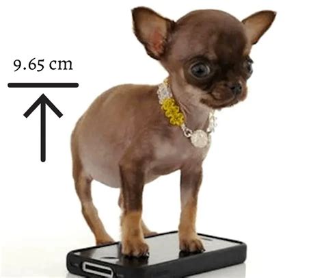 Zorba Dog: The Heaviest Dog In The World Ever Recorded