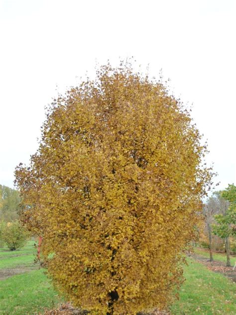 Acer monspessulanum | Montpellier maple, French maple - Van den Berk ...