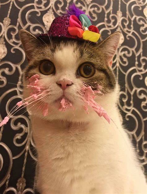 This Cat Eating A Cake On His Birthday Is... - awesome-picz