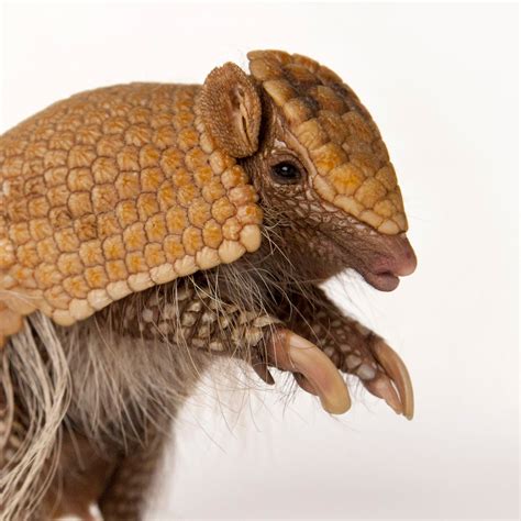 top  desert animals armadillo lifewithvernonhowardcom