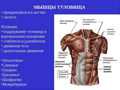Мышцы туловища: анатомия, таблица с функциями, как накачать торс в ...