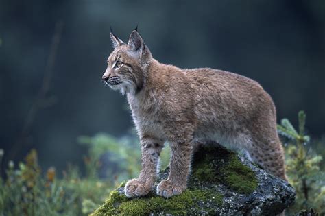 Farming union labels lynx reintroduction 'sensationalist and ill