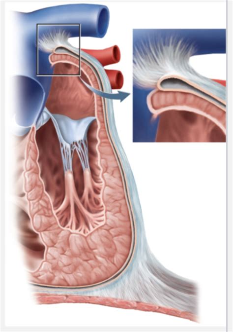Pericardium identification Diagram | Quizlet