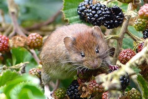 Why Wildlife Lovers Should Keep Rambling Brambles - NearbyWild