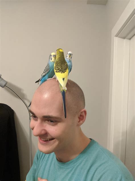 The king has been crowned | Scrolller