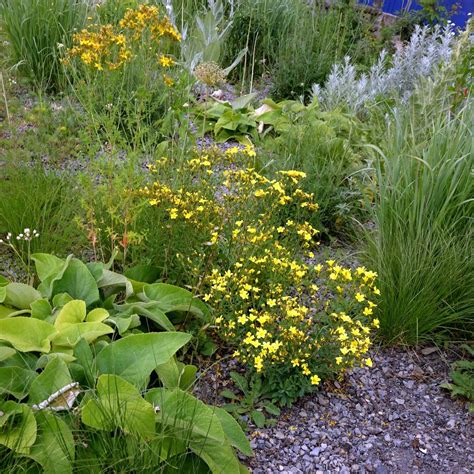 Linum flavum