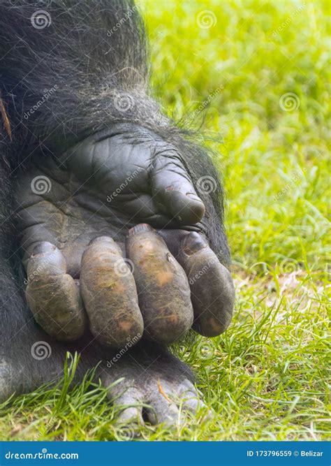 Hand of a Big Western Lowland Gorilla Male Stock Image - Image of