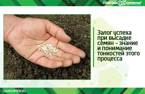 Семена на все времена или как отличить профессиональные семе...